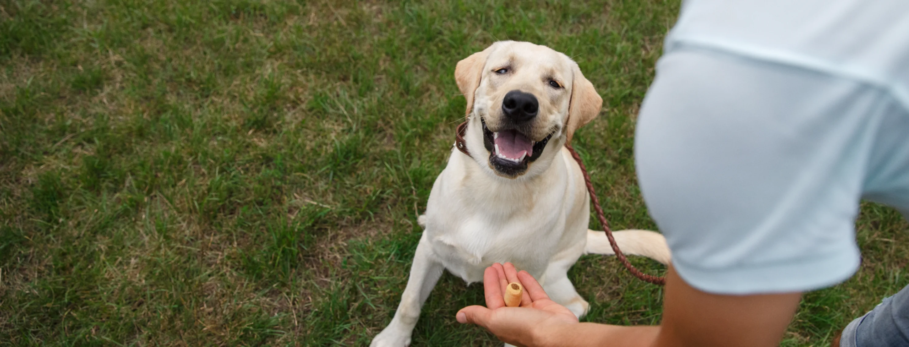 Dog smiling while human offers a treat